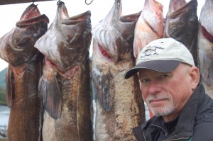 Ling Cod are on a feeding frenzy in Larsen Bay, Alaska. Mike Kaiser poses by some of the huge ling cod we caught today.