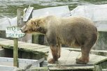 A full grown brown bear sow waits her turn to feed.